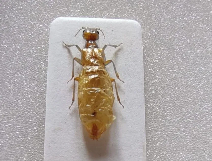 Vesperus jertensis
