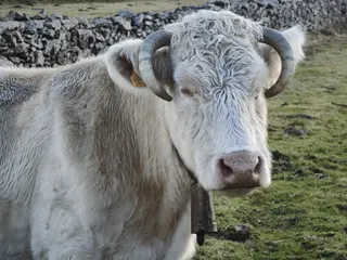 Vacas en el campo. Archivo. S24H