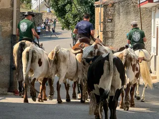Encierro de bueyes en Aldeadávila de la Ribera para enseñarles el camino para los encierros en sus fiestas 2025 | Salamanca24horas