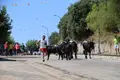 Encierro y post-encierro en Saucelle