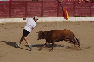 Vaca del aguardiente en Ledesma
