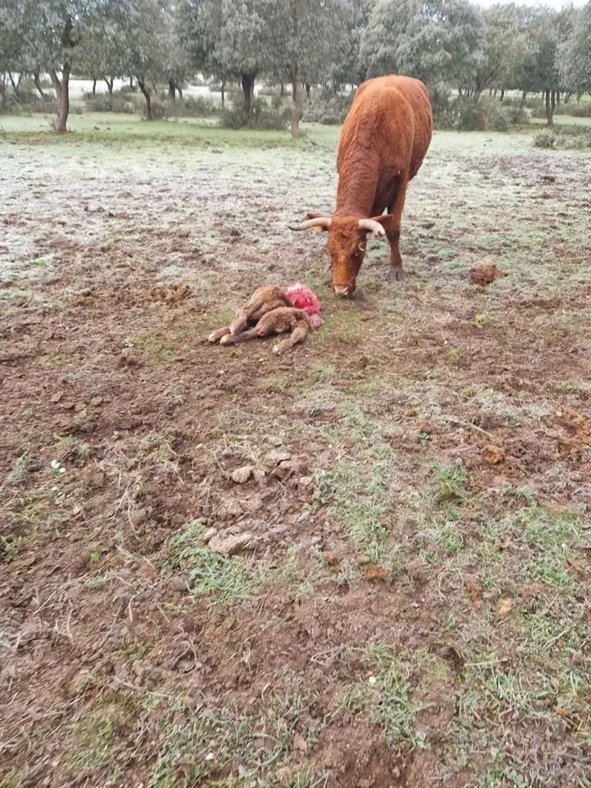 Vaca con su ternero muerto por los lobos en Topas