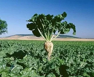 UCCL pide a Azucarera que repercuta sus beneficios en los cultivadores de remolacha