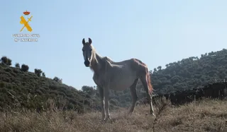 Caballo con síntomas de desnutrición en Serradilla del Llano. Guardia Civil