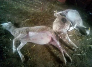Ataque a ovejas en Guadapero