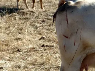 Vacas heridas lobo (1)