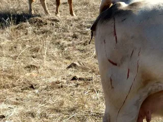 Vacas heridas lobo (1)