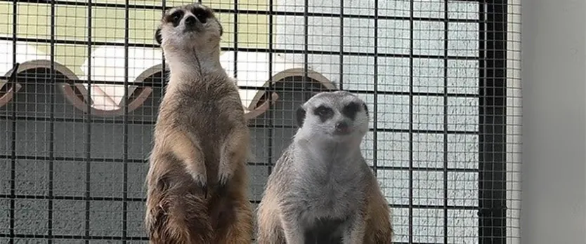 Suricatas en una casa como animal doméstico