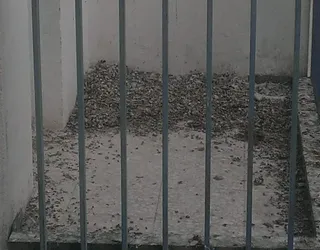 Excrementos palomas el encinar