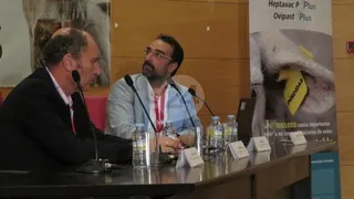 Si no fuera por la exportación los precios del ovino habrían caído todavía más