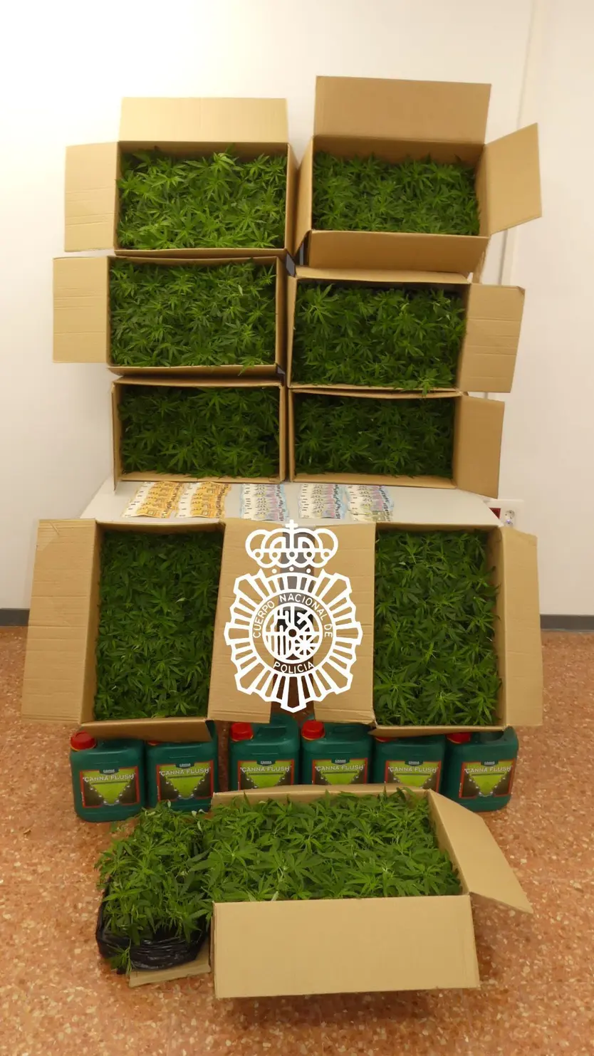 Detenido en la calle Newton con casi 1200 plantones de maría y material para su cultivo cuando intentaba llevarlos hasta Oporto