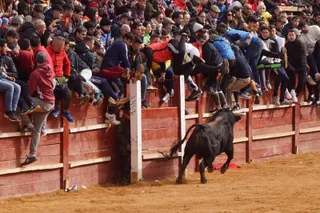Capea y desencierro en el Carnaval del Toro