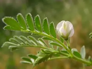 Planta del garbanzo. Foto de archivo
