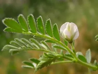 Planta del garbanzo. Foto de archivo
