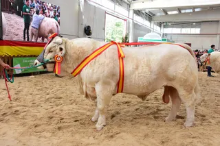 Concurso raza charolesa Salamaq