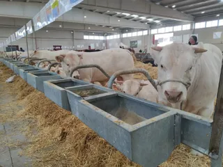 Salón del vacuno en el recinto ferial de la Diputación (12)
