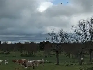 Buitres y ganado vacuno en extensivo