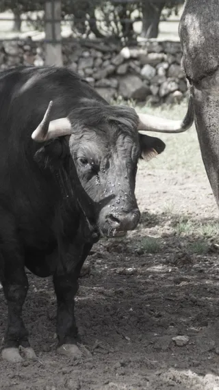 Toros de Charro de Llen para Cáceres