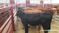 Terneros en el mercado de ganados 