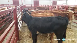 Terneros en el mercado de ganados