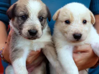 Cachorros mestizos esperan a ser adoptados