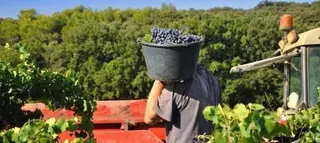Arranca la vendimia en la Denominación de Origen Protegida Sierra de Salamanca