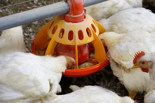 Gallinas en una explotación - Foto EP
