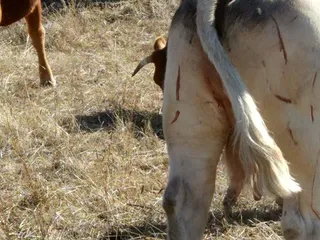 Vacas heridas lobo (4)