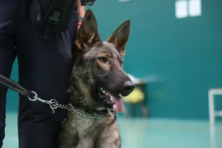 Unidad Canina de la Policía Local de Salamanca