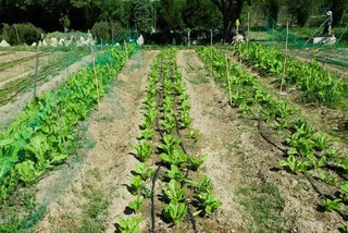 Huerto familiar UPA