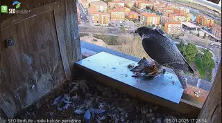 Uno de los halcones peregrinos, en la caja nido donde se ha instalado la cámara en Zamora. - SEO/BIRDLIFE