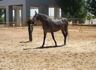 XXX Concurso morfológico de Caballos de Pura Raza Española,