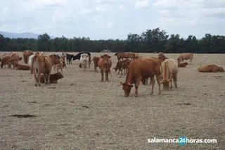 Vacuno carne (23)