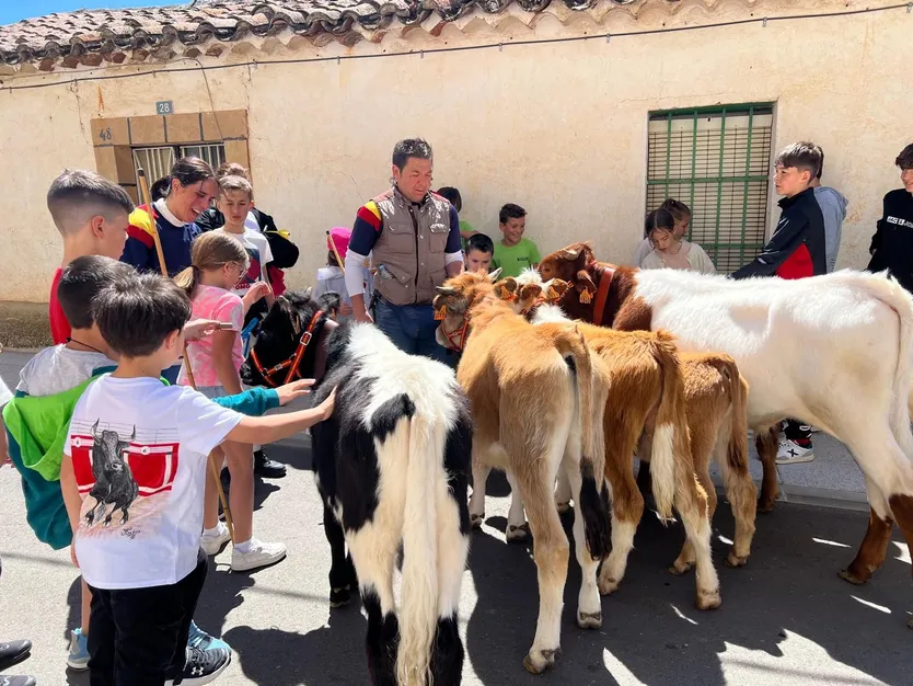 Mini bueyes en las fiestas de Doñinos 2025