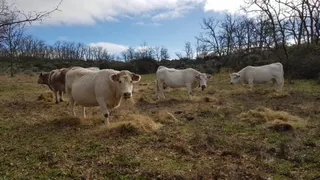 Vacas en la comarca de Vitigudino. Foto de archivo