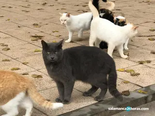 Gatos en La Aldehuela | Imagen de archivo