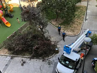 Árbol al que se ha cortado las ramas en el plaza de Julián Sánchez El Charro. Imagen facilitada a Salamanca24horas por vecinos de la zona