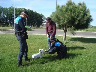 Comienza una nueva campaña de vigilancia y control de animales de compañía