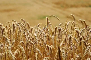 El cereal y la mesa del despiece ibérico agitan la Lonja