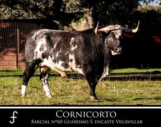 Cornicorto