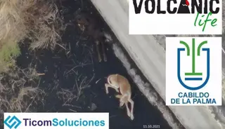 Animales atrapados por la lava en un estanque en Todoque. EP