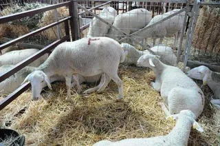 Lechazo y porcino blanco animan una lonja insulsa