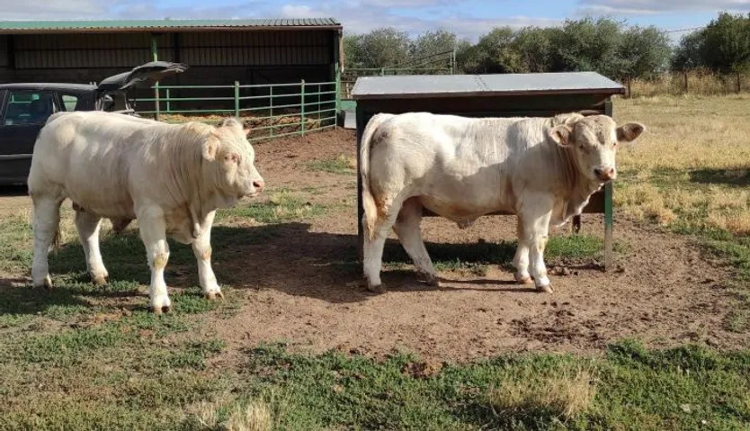 Ganadería de vacas de raza charolesa en Santa Olalla de Yeltes (2)