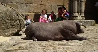 Bendición del Marrano de Santón
