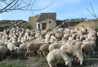Ovino asaja