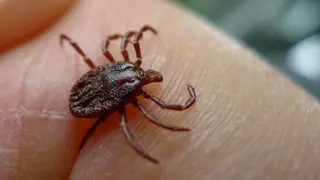 GARRAPATA2