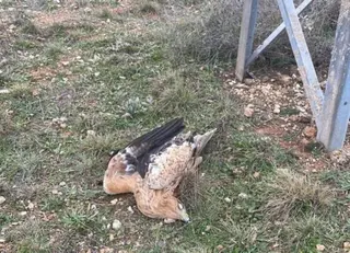 Un ejemplar juvenil de águila imperial dotado con un emisor GPS yace muerto junto al apoyo de un tendido eléctrico | ADENSVA - Europa Press