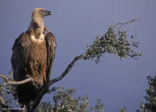 Más de la mitad de los animales que ingresan en los Centros de Recuperación son liberados
