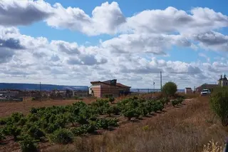 Viñedos en Cigales, ICAL