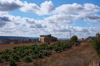 Viñedos en Cigales, ICAL